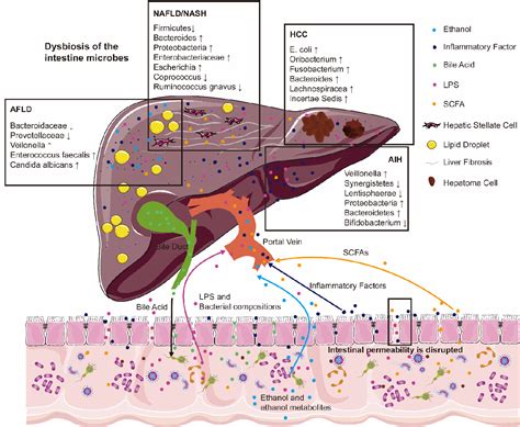 metei prada chierico|Role of Intestinal Microbes in Chronic Liver Diseases .